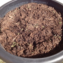 Just a week after planting, the lettuce peeked through the dirt on Nov. 30.