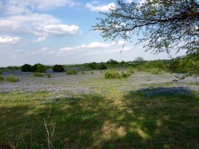 A field (or maybe fields) of bluebonnets a couple miles fom our house in Georgetown, Texas.