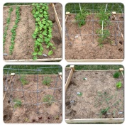The four sections of the raised garden bed on April 9.