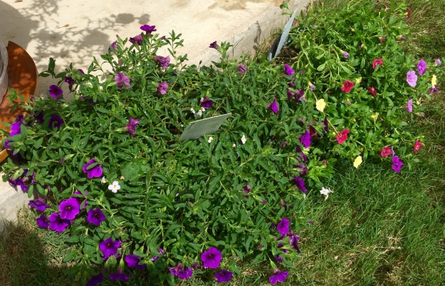But if the petunias don't make it through the week, these Trixis are ready to take their place.