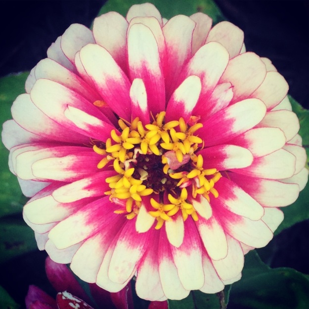 What I call a frosted zinnia.