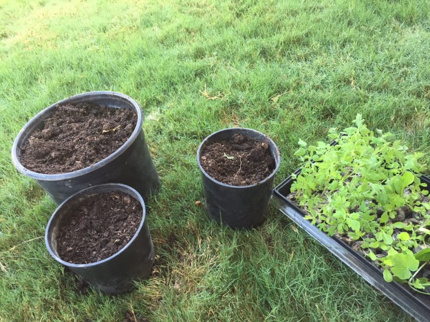 Tomatoes (right) waiting on a new home.